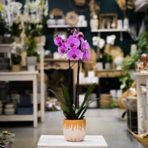 Orchidée Rose Avec Son Cache Pot