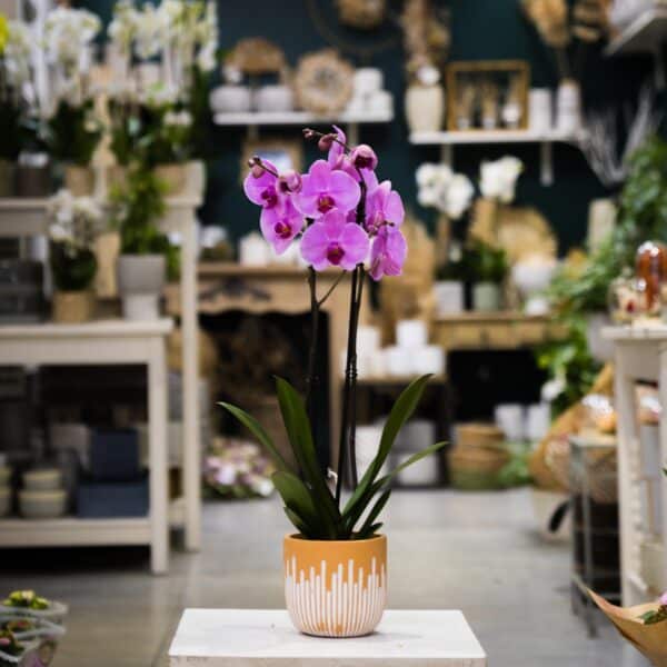 Orchidée Rose Avec Son Cache Pot