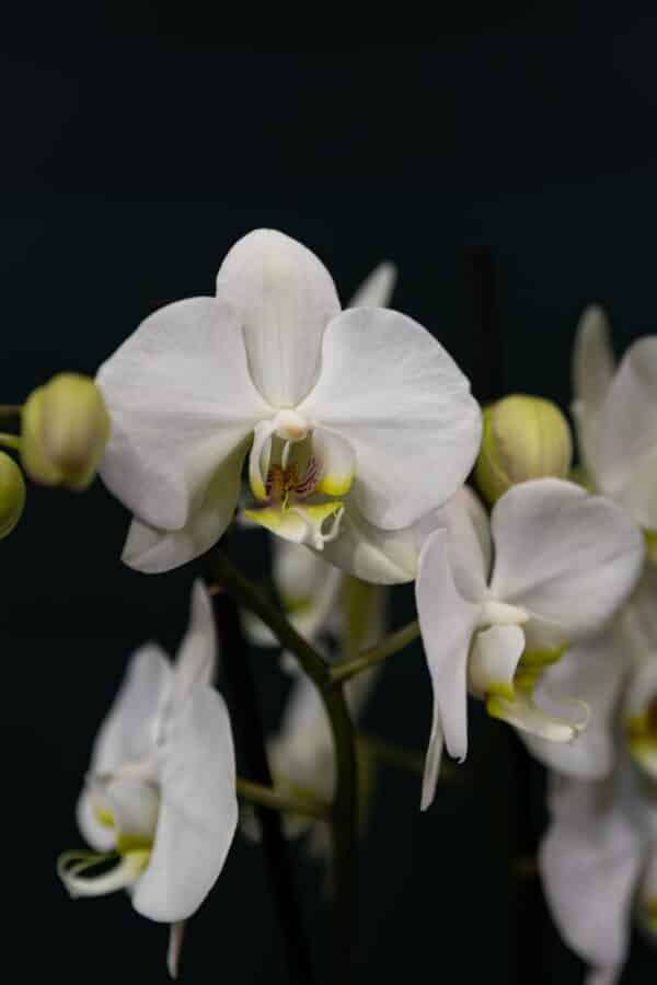 Orchidée Blanche Et Son Cache Pot – Image 2