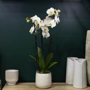 Orchidée Blanche Et Son Cache Pot