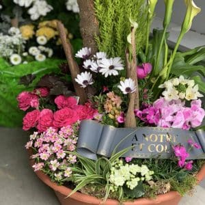 Composition de plantes