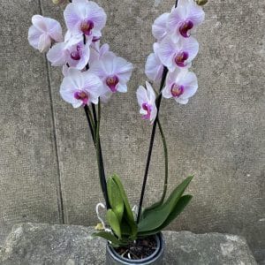 Orchidée Rose Avec Son Cache Pot