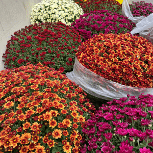 CHRYSANTHEME PETITES FLEURS fleuriste carcassonne toussaint