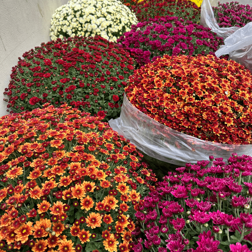 CHRYSANTHEME PETITES FLEURS fleuriste carcassonne toussaint