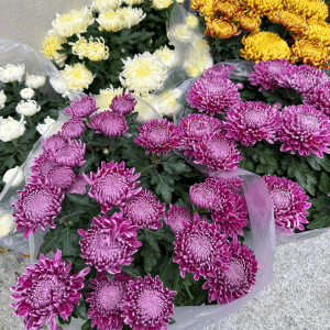 CHRYSANTHEME grosses FLEURS fleuriste carcassonne toussaint
