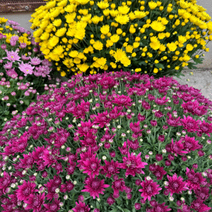Chrysanthème en jardinière toussaint fleuriste carcassonne