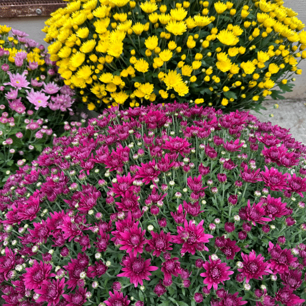 Chrysanthème en jardinière toussaint fleuriste carcassonne