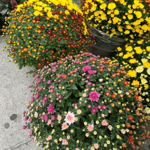 coupe multifleurs fleuriste carcassonne toussaint
