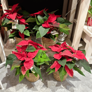 Poinsettia – Étoile de Noël