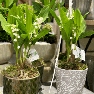 pot de muguet enracin&eacute;