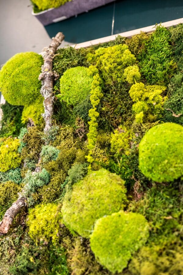 Tableau végétal en mousse éternelle – Image 2