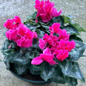 Coupe de Cyclamen