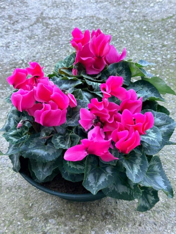 Coupe de Cyclamen